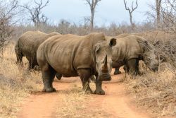 Rinoceronti nel parco naturale Hlane Royal, Swaziland, Africa. Habitat di grandi mandrie di selvaggina nello Swaziland, quest'area è stata proclamata parco nel 1967: si estende per ...