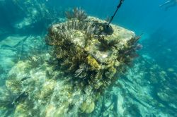 Riprese subacque nella barriera corallina a Bermuda, Nord America.
