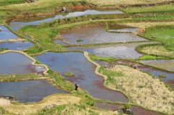 Risaie coltivate dai locali contadini nell'isola di Sulawesi, Indonesia. Come nel resto dell'Asia, anche qui il riso è l'alimento principale della cucina tradizionale - foto ...