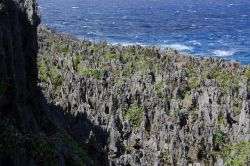 Sul lato orientale dell'isola di Niue si trova una vasta area di rocce coralline fossili, erose dall'azione del mare in una "foresta" di punte pietrificate. - @ Chris ...