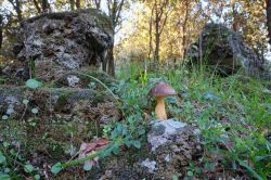 Rocce vulcaniche e fungo porcino dintorni di Bronte, Sicilia