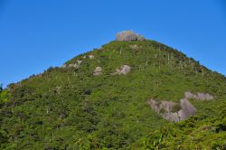 Roccia ricoperta da vegetazione sull'isola di Yakushima, Giappone.
