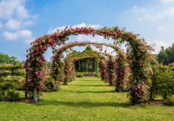 Rose Dorothy Perkins fiorite all'Elizabeth Park di Hartford, Connecticut (USA).



