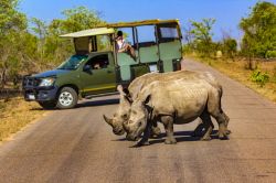 Safari all'interno del Kruger National Park: una coppia di rinoceronti bianchi