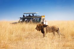 Safari fotografico all'Amboseli, Kenya: il leone è uno dei famosi "big five" che si può ammirare da vicino durante un'escursione in questo parco naturale.

 ...