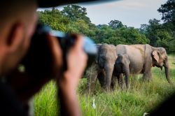 Safari fotografico in Sri Lanka: visita al Yala National Park
