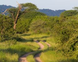 I safari nel parco di Ruaha sono fra i più interessanti di tutta la Tanzania: da fine maggio a fine novembre si possono avvistare predatori e grandi mammiferi mentre il periodo che va ...