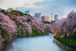 Sakura: la fioritura dei ciliegi al giardino Kitanomaru a Tokyo in aprile.