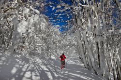 Salita al Monte Falterona ricoperto dalla neve: Parco delle Foreste Casentinesi, Campigna
