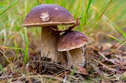 San Giuseppe Vesuviano, Campania: la sagra dei funghi porcini