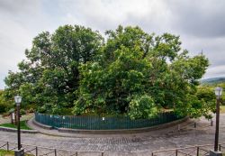 Sant'Alfio, Catania: il gigantesco castagno dei 100 Cavalli una delle attrazioni naturali della Sicilia