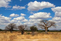 Un suggestivo panorama del parco nazionale di Ruaha, il secondo più grande della Tanzania. Quest'area trae il suo nome dal fiume great Ruaha, che costituisce il confine orientale ...