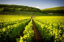 Savigny les Beaune in Borgogna, famosa per i suoi vigneti e i suoi rinomati vini di Francia