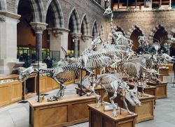 Scheletri di dinosauri e altri animali al Museo di Storia Naturale di Oxford, Inghilterra - © valeriiaarnaud / Shutterstock.com