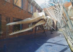 Lo scheletro di un capodoglio (Physeter macrocephalus) al Museo nella Natura e dell'Ambiente di Lubecca, Germania - © Claudio Divizia / Shutterstock.com