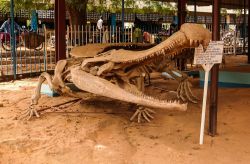 Scheletro di un esemplare di coccodrillo Sarcosuchus a Niamey, capitale del Niger - © Homo Cosmicos / Shutterstock.com