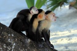 Scimmie in spiaggia a Roatan, Honduras - Mare e natura, le due parole d'ordine di una vacanza in questo splendido angolo di Honduras. Fra gli animali che si possono incontrare non ci sono ...