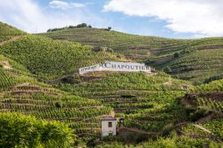 Scorcio panoramico sui vigneti di  M. Chapoutier Crozes-Hermitage a Tain-l'Hermitage, Francia. In questo territorio ansce un vino color rosso rubino realizzato interamente da uve Syrah ...