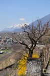 Scorcio primaverile dei dintorni di Chiuro in Valtellina