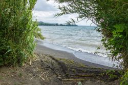Scorcio di una spiaggia sul lago di Bolsena, Italia. Le acque del lago lambiscono la vegetazione che cresce rigogliosa sulle sue sponde - © FPWing / Shutterstock.com
