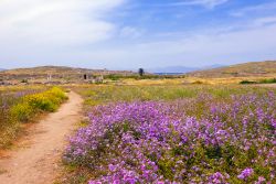 Sentiero in un campo fiorito a Delos, Grecia. Bellissimi fiori colorati impreziosiscono questo percorso che accompagna alla scoperta delle costruzioni più importanti dell'antico sito ...