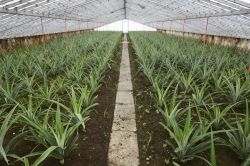 Una serra con coltivazione di ananas sull'isola di Sao Miguel, Azzorre, Portogallo - © 309585917 / Shutterstock.com