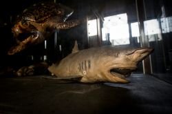 La sezione del museo di storia naturale in un museo della città di Nonthaburi (Thailandia): una tartaruga e uno squalo - © PiercarloAbate / Shutterstock.com