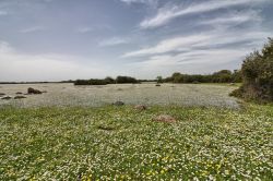 Fioritura nello stagno di Pauli Maiori in Sardegna, Capidano di Oristano, Palmas Arborea