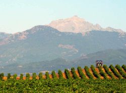 Vitigni ad Aleria, Corsica - la Corsica ha una lunga e importante tradizione vinicola che deriva dai tempi dell'antica Grecia. Aleria, insieme ad Ajaccio, Porto Vecchio e altre località, ...