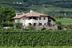 Un vigneto a Termeno sulla Strada del Vino in Alto Adige - © Peter Probst / Shutterstock.com