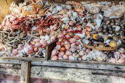 Conchiglie al mercato del pesce a Kivukoni, Dar es Salaam, Tanzania - Colori e forme differenti per le belle conchiglie che si possono acquistare come souvenir a Kivukoni nel mercato del pesce ...