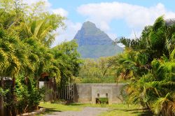 Una sfilata di palme conduce alla montagna di Le Morne Brabant - la natura regna sovrana nella penisola di Le Morne Brabant, la cui montagna svetta su tutta Mauritius, regalando ai visitatori ...