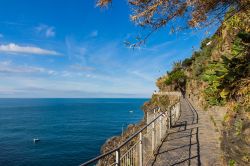 Vista sul mare e sulla vegetazione dalla suggestiva passeggiata di Manarola, Cinque Terre, Liguria.
