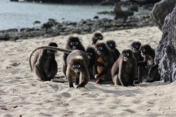 Una famiglia di simpatici langur dagli occhiali su una spiaggia di Samui, Thailandia.

