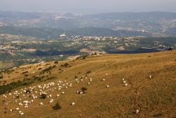 Transumanza tra le colline di Frosolone in Molise. - © Marco Carlone Ferroviaggi / Shutterstock.com