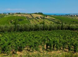 Paesaggio collinare non distante da Corropoli in Abruzzo. Sullo sfondo il mare Adriatico - © giovanni boscherino / Shutterstock.com
