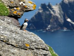 Skellig Michael: una pulcinella di mare e sullo sfondo little Skellig