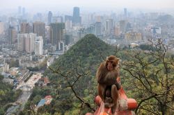 Skyline della città di Guiyang a mezzogiorno, Cina. In primo piano, una scimmia.


