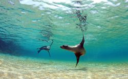 Snorkeling alle Galapagos in compagnia dei leoni marini. E' sicuramente una fra le più belle esperienze che possano fare gli appassionati di immersioni e snorkeling: nuotare nelle ...