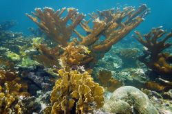 Snorkeling ed immersioni tra i coralli dell'isola di long Island alle Bahamas