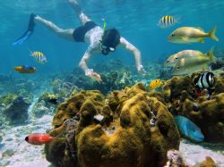 Lo snorkelling e le immersioni sono le attività più richieste dai turisti in vacanza sull'isola di Cozumel (Messico). La barriera corallina che cirocnda l'isola è ...