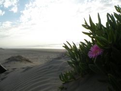 Spiaggia atlantica in Marocco: ci troviamo alla periferia di El Jadida, presso il Resort di Mazagan - Mazagan Beach & Golf Resort