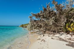 Spiaggia bianca nel gruppo delle Berry Islands, Isole Bahamas