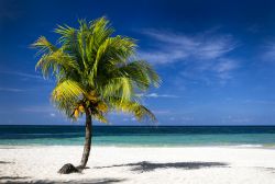 Spiaggia caraibica a Roatan, Honduras - Palme, sabbia bianca e mare turchese: il paradiso abita in questo angolo di Honduras © Michal Zak / Shutterstock.com