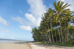 Spiaggia con palme tropicali affacciate sul mare a Port Douglas, Australia.


