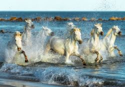 Spiaggia della Camargue in Provenza, corsa dei cavalli bianchi tipici della regione del sud della Francia