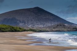 Nonostante l'aspetto invitante, e la loro posizione praticamente all'equatore, le Isole Galapagos non possiedono acque particolarmente temperate: le isole sono bagnate dalla fredda corrente ...