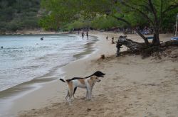 Tanti sono gli animali randagi, particolarmente miti, che popolano la spiaggia de La Ensenada, frequentata in particolare da dominicani.
