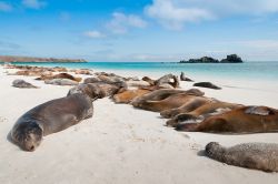 Leoni marini sulla spiaggia di Espanola, alle Galapagos. In quest'isola, che è anche la più meridionale dell'arcipelago nonchè quella che ospita il maggior numero ...