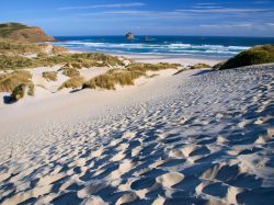 Una spiaggia sabbiosa nella penisola di Otago, Dunedin, Nuova Zelanda - © CreativeNature R.Zwerver / Shutterstock.com
